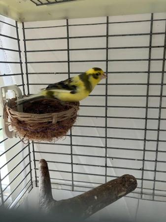 Image 4 of Male Fife canaries for sale
