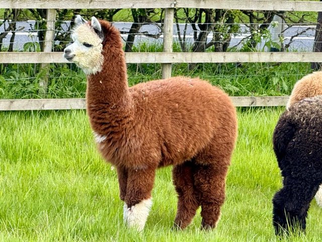 Preview of the first image of Alpaca weaned huacaya Cria’s 6 months ol.
