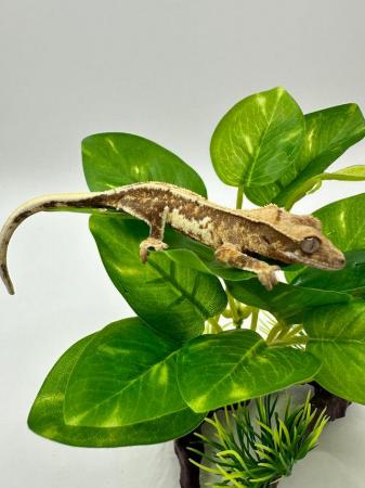 Image 6 of Crested gecko hatchlings (reds/harlequins/lilywhites