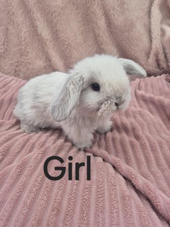 Image 5 of 6 baby mini lops available to reserve