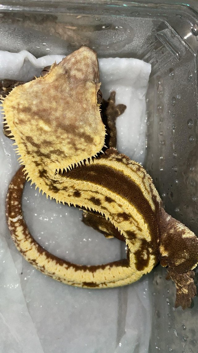 Preview of the first image of Proven red quadstripe male crested gecko.