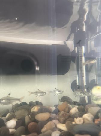 Image 2 of 5 X X-ray Tetras, recently bought