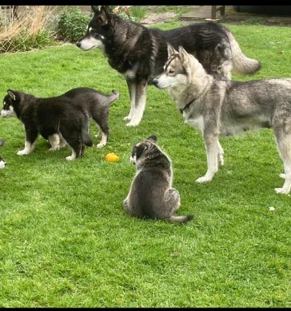 Image 3 of Husky cross puppies for sale