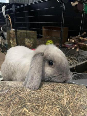 Image 4 of Indoor rabbit Eeyore looking for his forever home