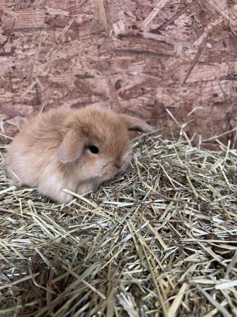 Image 2 of Mini lop baby rabbits bunnies