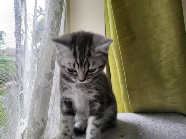 Image 17 of BSH Classic Silver Tabby