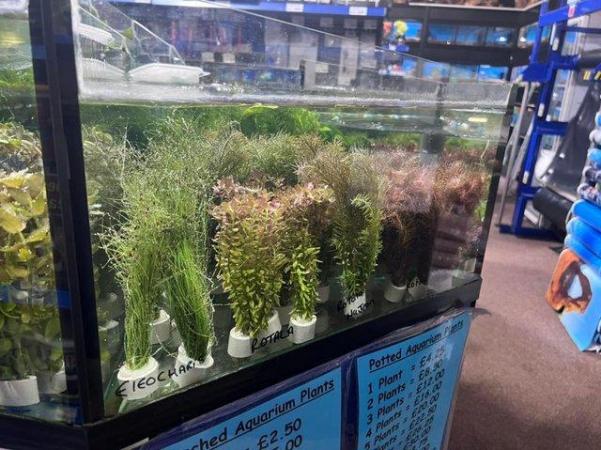 Image 6 of Aquatic Plants Available At The Marp Centre