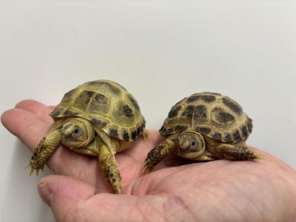 Image 1 of Horsfield's tortoise Available only £50each !
