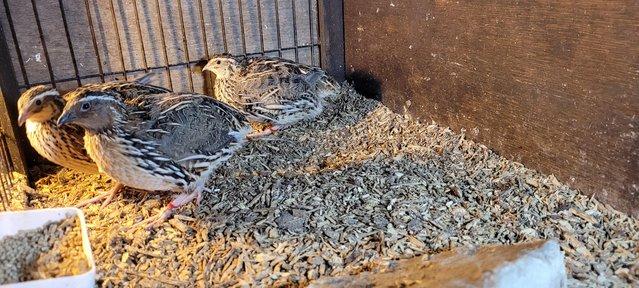 Image 1 of Trio of  quail - 16 weeks old