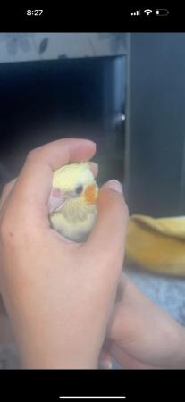 Image 4 of Baby hand tame cockateils for sale