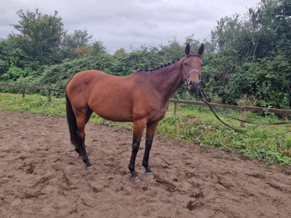 Image 1 of Golette - 15.3, 8 year old Thoroughbred cross