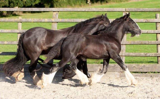 Preview of the first image of Black cob yearling colt by Elite Graded Irish Cob stallion.