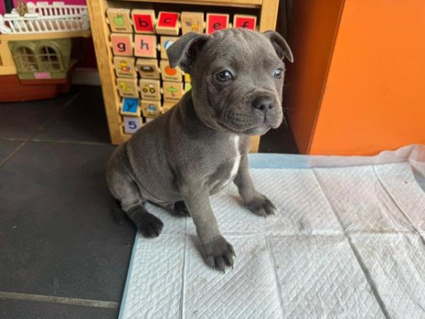Image 33 of beautiful champion blue Staffordshire bull terrier puppies