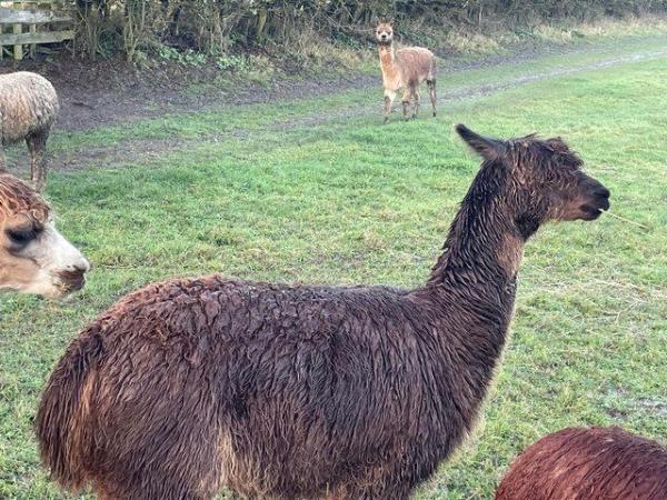 Image 3 of Alpacas quality female x3 registered with BAS