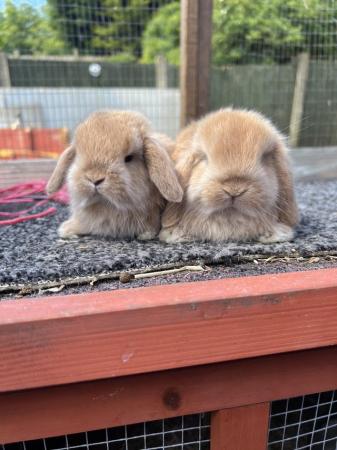 Image 3 of Young Pair of Mini lop males