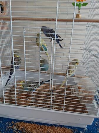 Image 4 of 6 month old budgies 3 males and 1 female