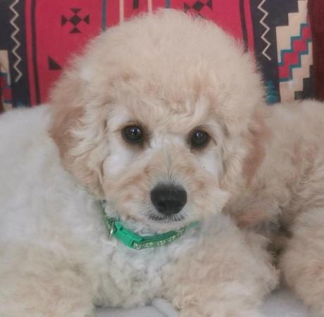 Image 1 of Gorgeous Cavapoo Boy from 5* Licensed Breeder
