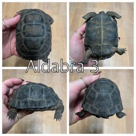 Image 4 of Aldabra tortoises now ready to leave at urban exotics