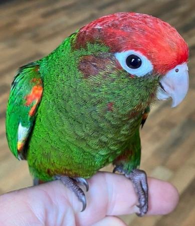 Image 2 of Rose Crowned Conure Chicks Hand Reared DNA sexed
