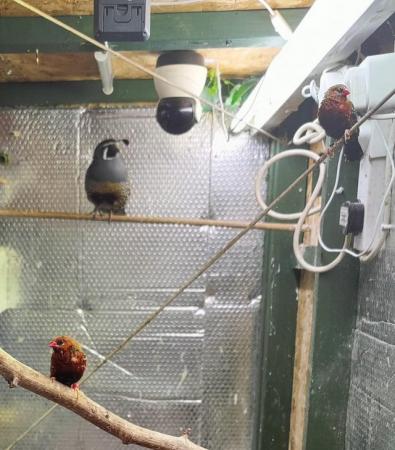 Image 4 of Strawberry Finches - Breeding Pair for sale