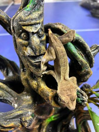 Image 5 of Phantom Bridle and Phantom Harlequin Crested Gecko