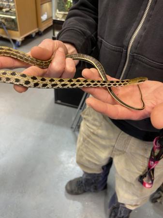 Image 9 of Various Other Snakes At Urban Exotics