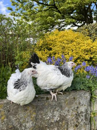 Image 1 of Light Sussex large fowl pullets