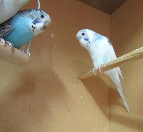 Image 3 of Young Budgies Ready To Go To New Homes