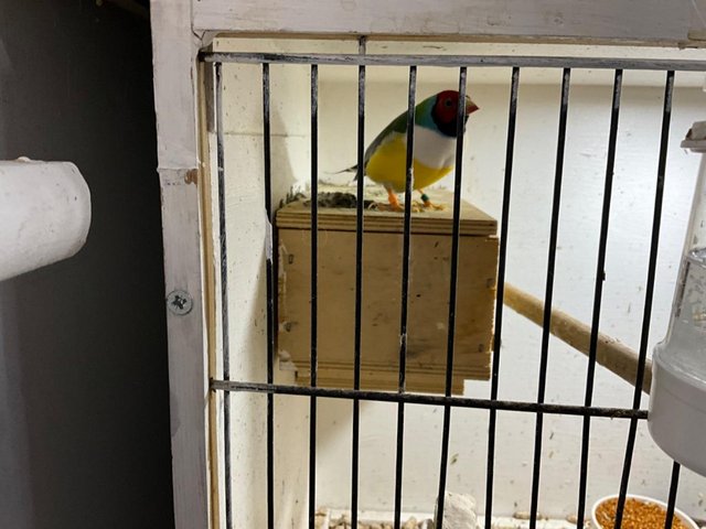 Preview of the first image of Gouldian finch breeding pairs, normals various. Olours.