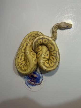 Image 4 of Male banana poss pastel ball python