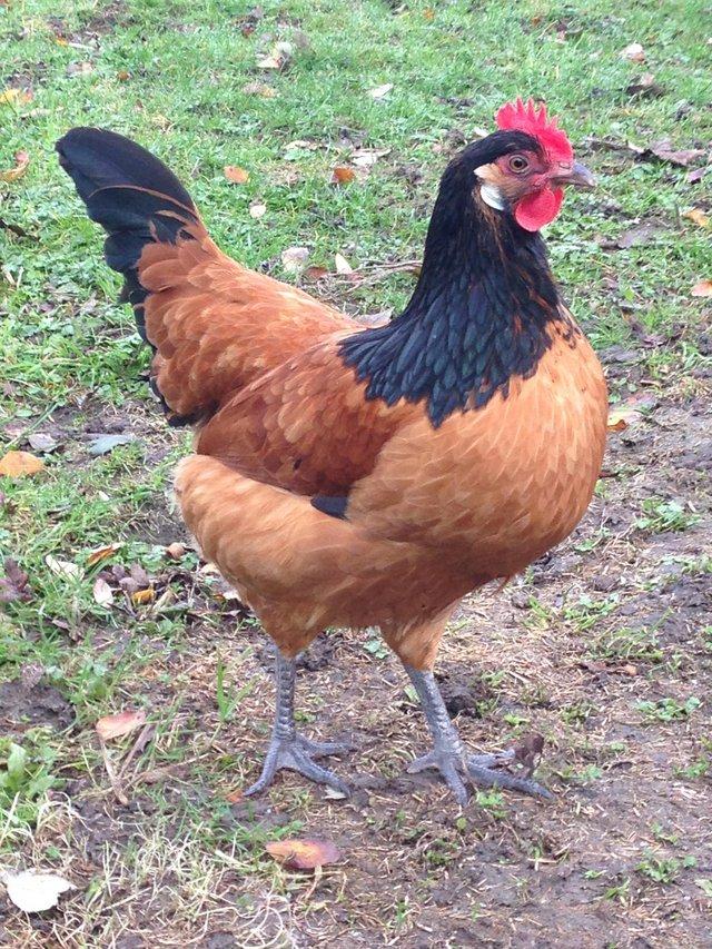 Preview of the first image of Vorwerk large fowl hens chickens rare breed poultry chicks.