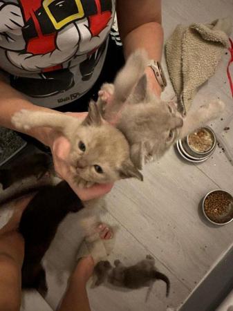 Image 2 of blue and lilac Burmese boys Kittens for sale
