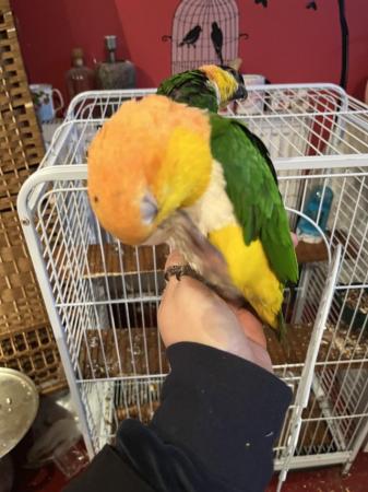 Image 1 of Lovely female caique for sale