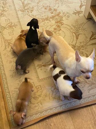 Image 4 of Chihuahua puppies for sale looking for there forever home
