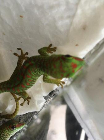 Image 2 of CAPTIVE BRED YOUNG  GIANT DAY GECKOS
