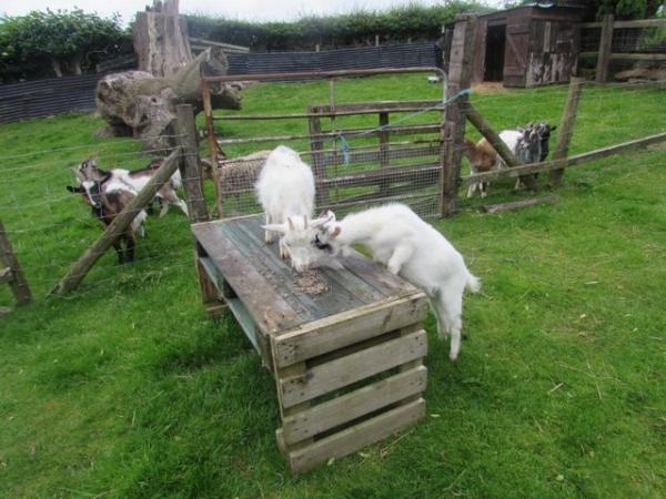 Image 1 of beautiful pygmy goats for sale