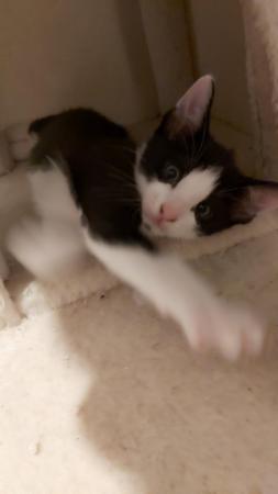 Stunning Oriental Kittens BLACK AND WHITE 3 BOYS for sale in Biggleswade, Bedfordshire - Image 16