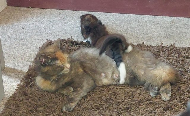 Image 4 of 7 week old FEMALE kittens for sale £180 each ono