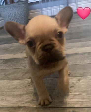 Image 1 of 9 week old Frenchies. 1 x girl