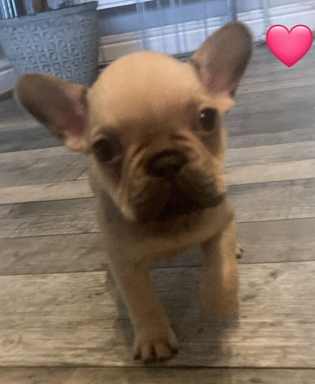 Preview of the first image of 9 week old Frenchies. 1 x girl.