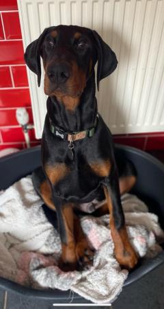 Image 4 of For sale Gorgeous male8month old Dobermann