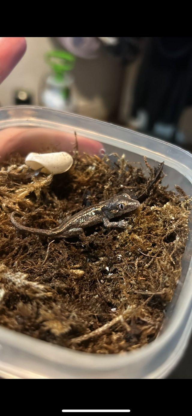 Preview of the first image of Baby Gargolye Geckos mixed Morph.