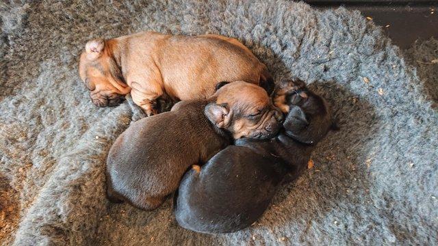 Image 5 of French weiner puppies for sale