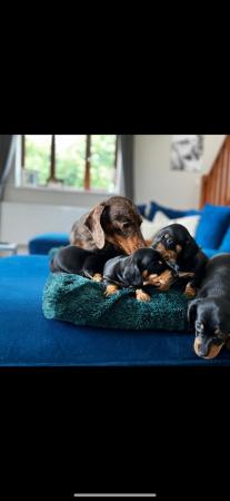 Image 3 of Adorable miniature dachshund puppies