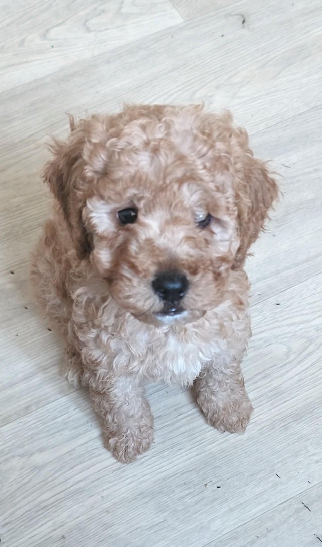 Preview of the first image of 10 weeks old cockapoo f2 puppys.