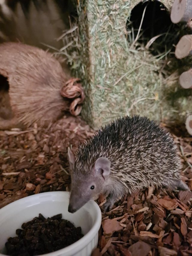 Preview of the first image of Lesser Hedgehog Tenrec for sale.