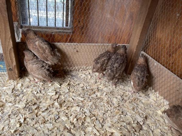 Image 5 of Celadon Coturnix quail hens POL