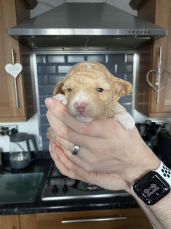 Image 16 of Gorgeous Coloured Toy Poodle Puppies For Sale