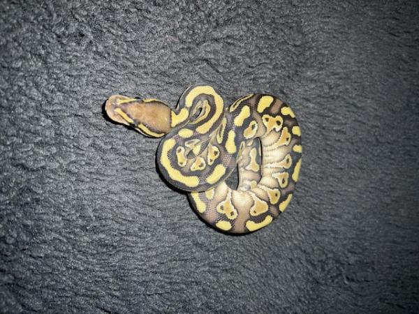 Image 1 of Snake collection for sale