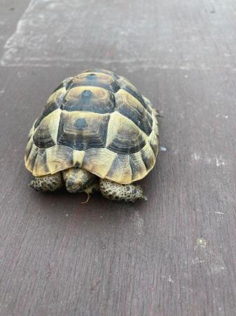 Image 3 of Spur- thighed tortoise For Sale